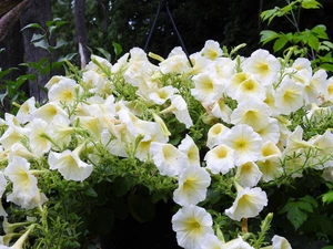 White, petunias, drops, Flowers