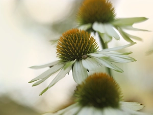 Flowers, echinacea, White