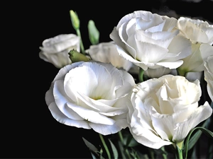 Flowers, Eustoma, White