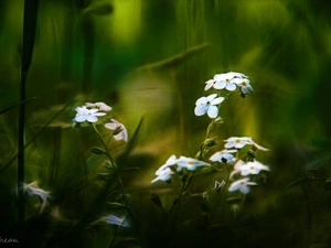 Flowers, Forget, White