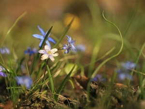 Flowers, Hepatica, White