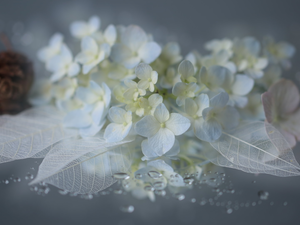 Colourfull Flowers, White, leaves, hydrangea