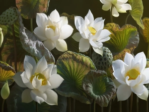 White, lotus, leaves, Flowers