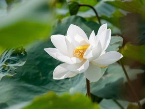 Colourfull Flowers, White, Leaf, lotus