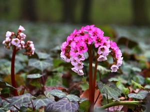 Flowers, Pink, White