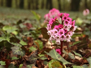 Flowers, Pink, White