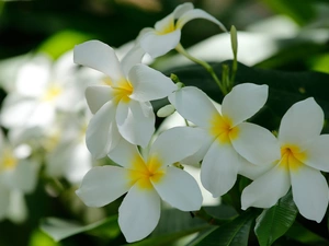 Flowers, Plumeria, White