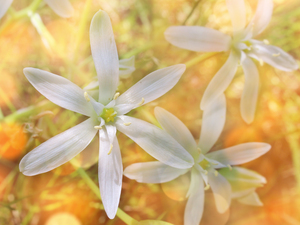 White, Ornithogalum, rapprochement, Flowers