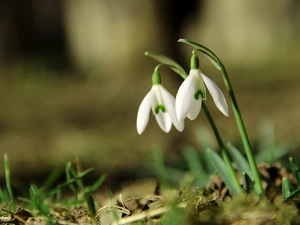 Flowers, snowdrops, White