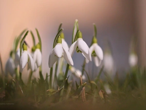 Flowers, snowdrops, White