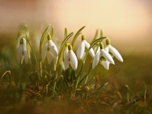 Flowers, snowdrops, White