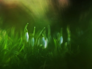 Flowers, snowdrops, White