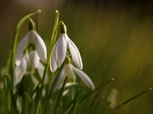 Flowers, snowdrops, White