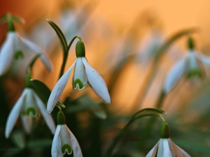 Flowers, snowdrops, White