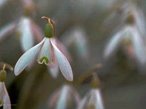 Flowers, snowdrops, White