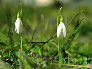 Flowers, snowdrops, White