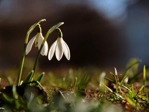 Flowers, snowdrops, White