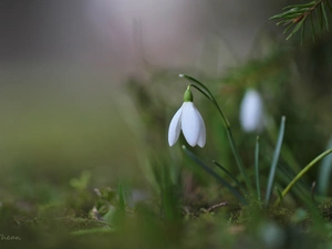 Flowers, snowdrops, White