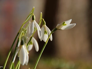 Flowers, snowdrops, White