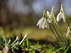 Flowers, snowdrops, White