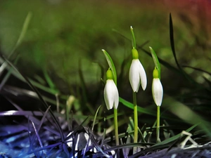 Flowers, snowdrops, White