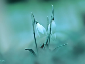 Flowers, snowdrops, White