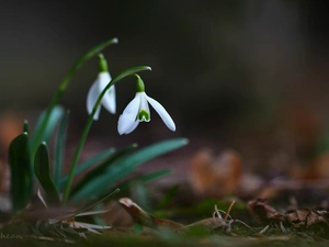 Flowers, snowdrops, White