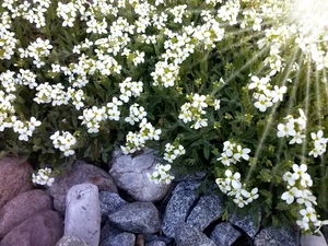 Flowers, Stones, White