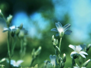 White, Flowers