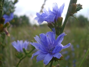 Flowers, chicory, Wildflowers