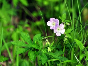 Wildflowers, green, geranium, Flowers