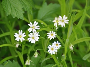 Flowers, Meadow, Wildflowers