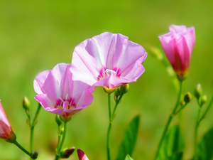 white and pink, Flowers, bindweed, Wildflowers