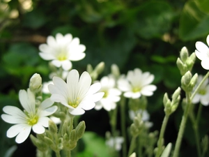flowers, White, Wildflowers