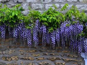 Wisteria, Leaf, wall, Flowers