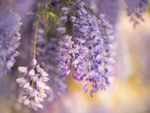 Flowers, Wisteria