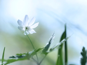 Colourfull Flowers, Wood Anemone, White