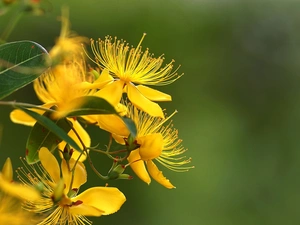 Flowers, St. John