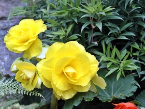 Flowers, beatyfull, Yellow