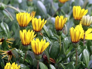 Yellow, ##, blur, Flowers