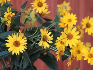 flowers, bouquet, yellow