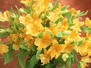 flowers, bouquet, yellow