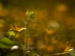 Yellow, fig buttercup, Flowers