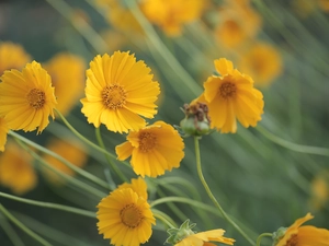 Flowers, Calliopsis, Yellow