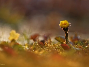 Common Coltsfoot, Colourfull Flowers, Spring, Yellow