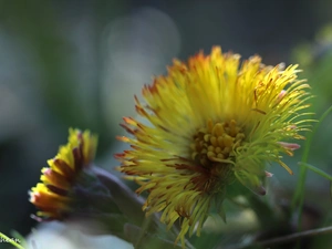 Common Coltsfoot, Colourfull Flowers, Spring, Yellow