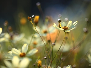 Coreopsis Verticillata, Colourfull Flowers, rapprochement, Yellow