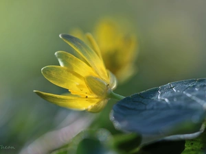 fig buttercup, Colourfull Flowers, Spring, Yellow