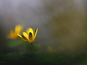 fig buttercup, Colourfull Flowers, Spring, Yellow
