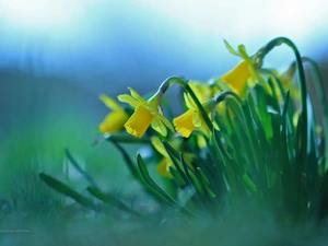 Flowers, Daffodils, Yellow